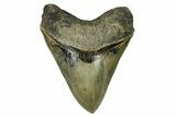 Serrated, Fossil Megalodon Tooth - Indonesia #279195-1